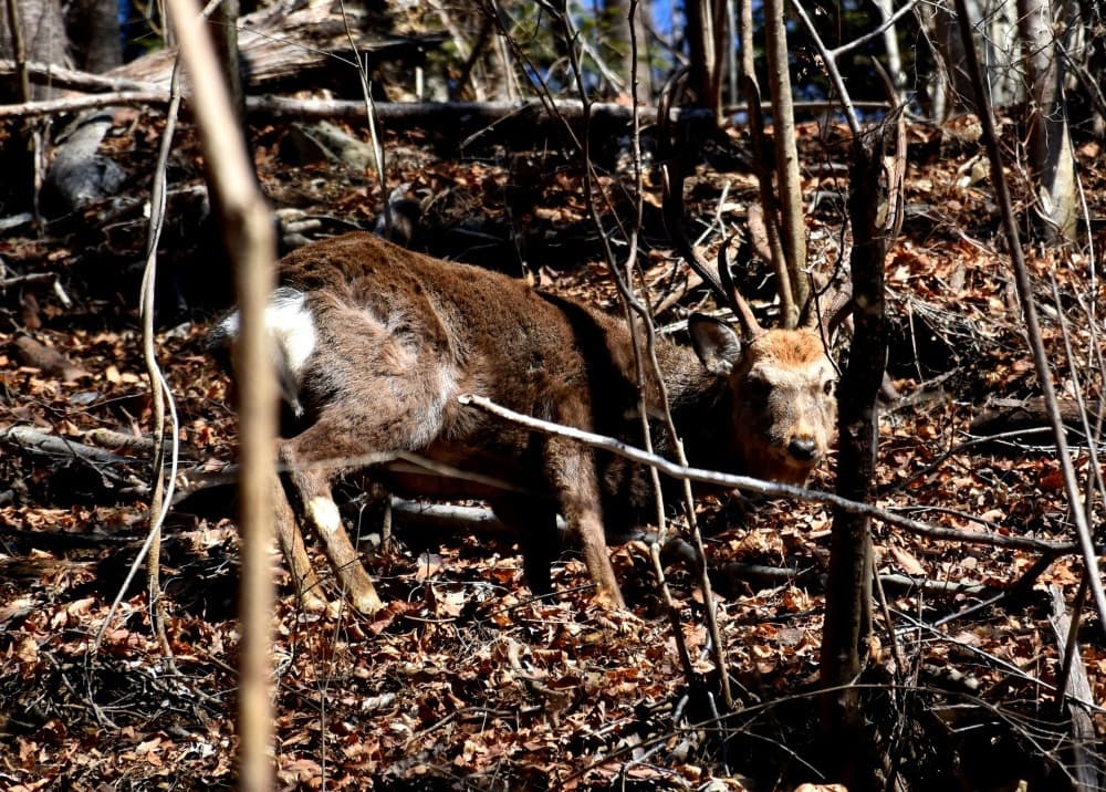 黒く丸い糞がたくさん落ちている