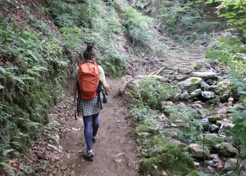 樹皮が一部剥げてしまっている木