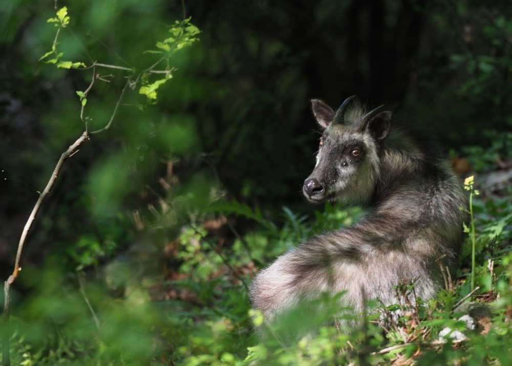 樹皮が一部剥げてしまっている木