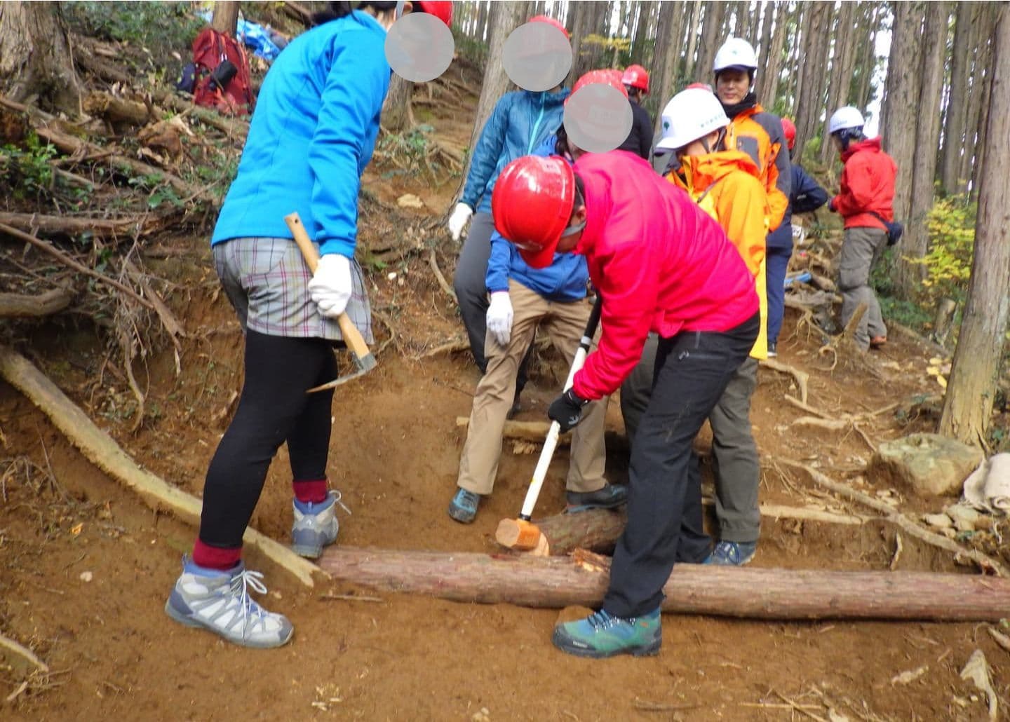 生い茂っているレンゲショウマ
