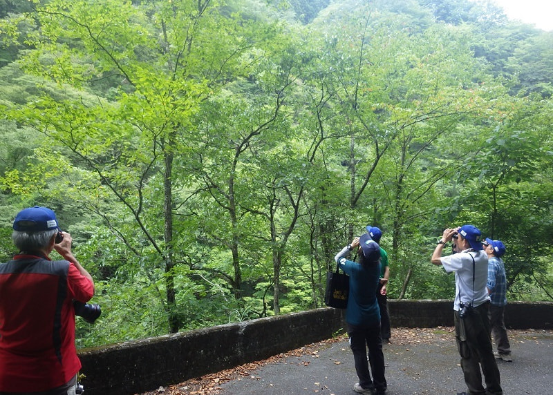 黒く丸い糞がたくさん落ちている