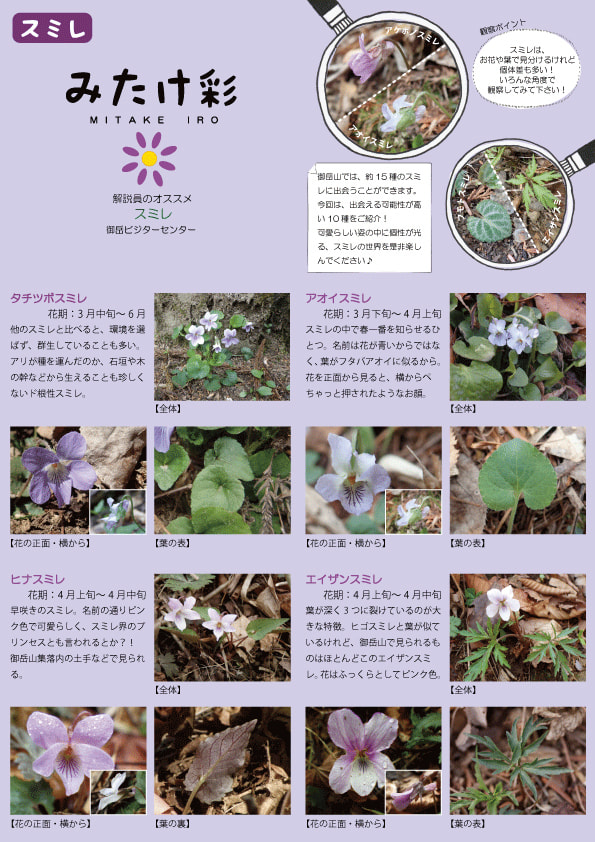 「みたけ彩」集落内で見られるスミレ　表