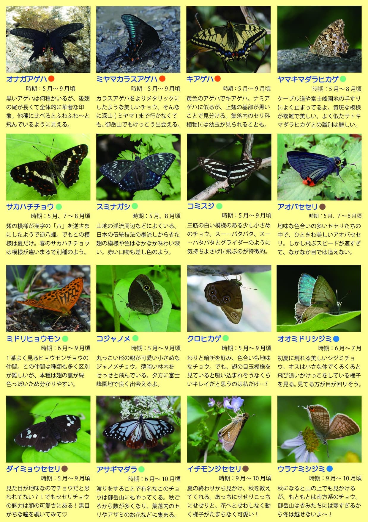 「みたけ彩」集落内で見られるスミレ　裏